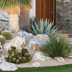 cactuses and palm trees in a garden with rocks, grass and stones on the ground