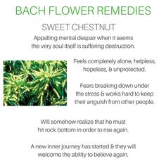 Sweet Chestnut Bach Flower, Cosmetics Business