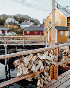 dried fish hanging on a wooden dock next to water and houses with red roofs in the background