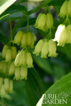 the flowers are blooming on the plant in the garden and it's green leaves