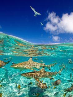 a large group of fish swimming in the ocean