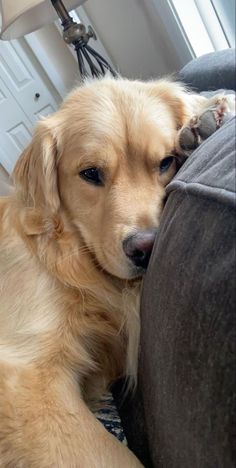 a golden retriever dog laying on top of a couch