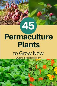 four different pictures with the words, 45 permaculture plants to grow now