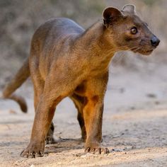 a small brown animal standing on top of a dirt field