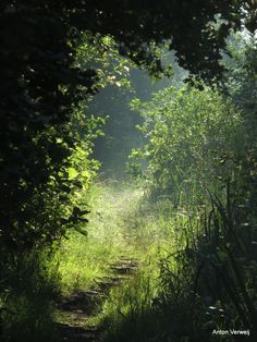 the sun shines through the trees and leaves on a path in the woods with tall grass