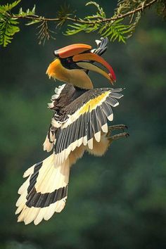 a bird with a colorful beak is perched on a tree branch in the air and has its wings spread wide open