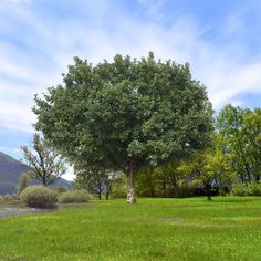 a large green tree sitting in the middle of a lush green field on a sunny day