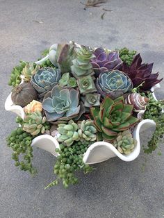 an arrangement of succulents and other plants in a white bowl on the ground