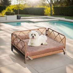 a small white dog laying on top of a brown bed next to a swimming pool