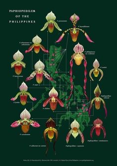 an illustrated diagram of the different types of orchids in their blooming stages, from top to bottom