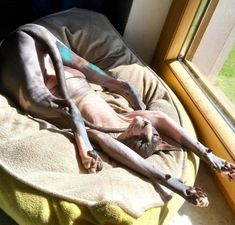 a dog laying on top of a round bed next to a window with grass in the background