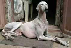 a large white dog laying on top of a rug