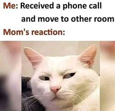 a white cat is looking at the camera with caption that reads, me received a phone call and move to other room mom's reaction