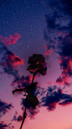 a single rose sitting on top of a plant under a sky filled with stars and clouds