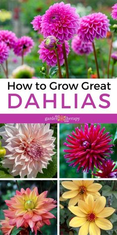 different types of flowers with the words how to grow great dahlas written below them