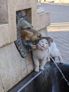 a cat drinking water from a fountain with a lion head on it's face