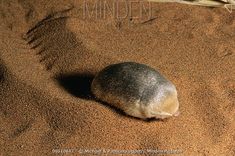 a rock sitting on top of a sandy beach