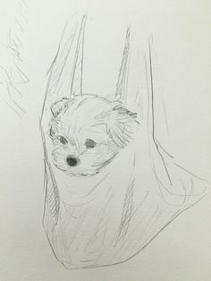 a pencil drawing of a dog in a hammock