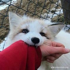 a small white and brown fox being held by someone's hand in front of a fence