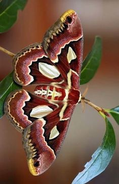 a moth sitting on top of a green leaf