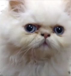 a white cat with blue eyes looking at the camera