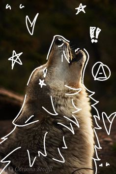 a wolf is looking up at the sky with symbols drawn on it's face