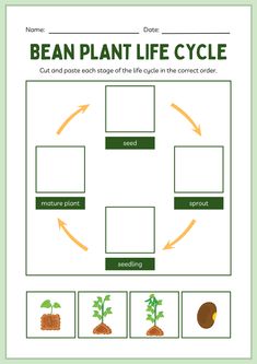 the bean plant life cycle worksheet