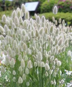 some very pretty white flowers in the grass