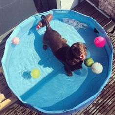 a dog in a pool playing with balls