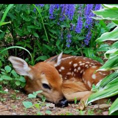 a baby deer laying in the grass next to some bushes and flowers, with its head resting on it's hind legs