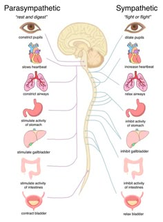 the anatomy of the human body including the eye, head and neck with labels on it