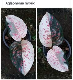 Algaonema hybrid Rare House Plants, Uncommon House Plants, Aglonema Pictum Tricolor, Aglaonema Siam Aurora, Aglaonema Rotundum, Aglaonema Modestum, Aglaonema Pictum Tricolor, Variegated Plants