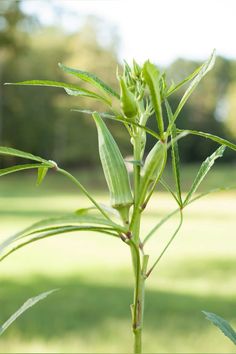 a green plant with leaves in the foreground and grass in the background, on a sunny day