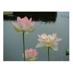 three pink and white water lilies in front of a body of water with lily pads