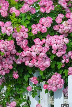 pink roses growing on the side of a white picket fence