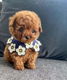 a small brown dog sitting on top of a couch next to a blue pillow with white and yellow flowers