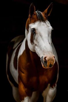 a brown and white horse standing on top of a black ground with its head turned to the side