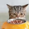 a cat eating out of a yellow bowl