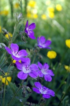 purple flowers are blooming in the field