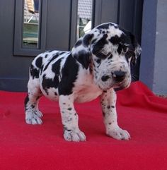 a black and white dog standing on top of a red carpet next to a door