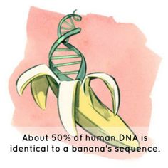 a drawing of a banana with a ribbon around it that says about 80 % of human dna is identical to a banana's sequence