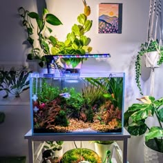 an aquarium filled with plants and rocks on top of a table next to a potted plant