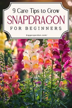 Plan your picking garden with snapdragon flowers and enjoy growing snapdragons. This guide on how to grow snapdragons helps you create a garden core filled with the best cut flowers to grow and plants unique to your space. How To Grow Snapdragons, Pink Garden Ideas, Best Cut Flowers To Grow, Idaho Garden, Cut Flowers To Grow, Snapdragon Seeds, Farm Greenhouse, Snapdragon Flowers, Cut Flower Farm