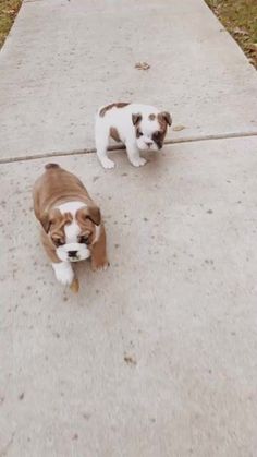 two puppies are standing on the sidewalk next to each other, one is brown and white