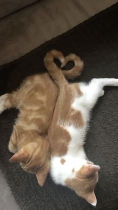 an orange and white cat laying on the floor