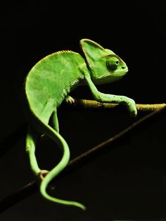 a green chamelon sitting on top of a tree branch