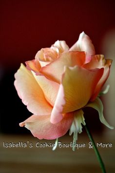 a single pink rose sitting on top of a table