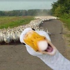 a large flock of birds walking down a road next to a person's hand