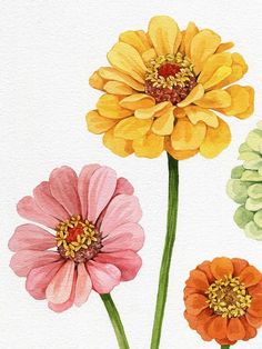 three different colored flowers on a white background with watercolors in the bottom right corner