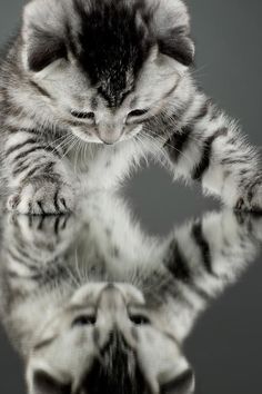 a kitten is looking at its reflection in the mirror while playing with it's paws